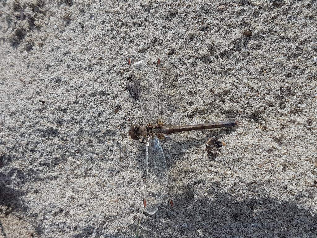 Sympetrum sp. prob. striolatum, femmina