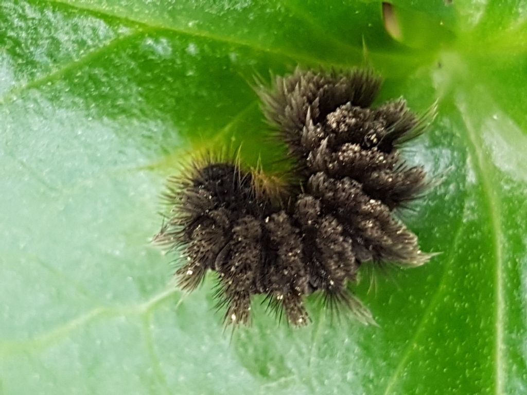 Bruco da determinare - Amata phegea, Erebidae Arctiinae