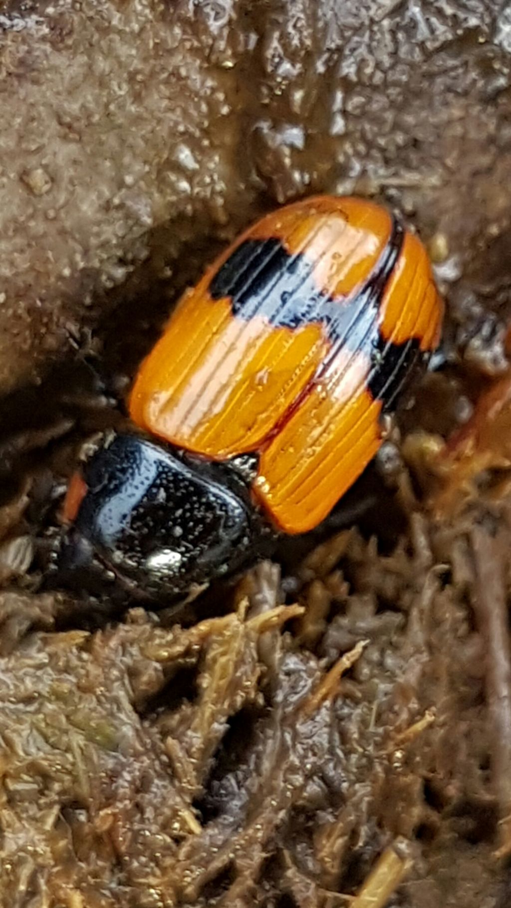 Aphodiidae: Aphodius (s.s.) coniugatus