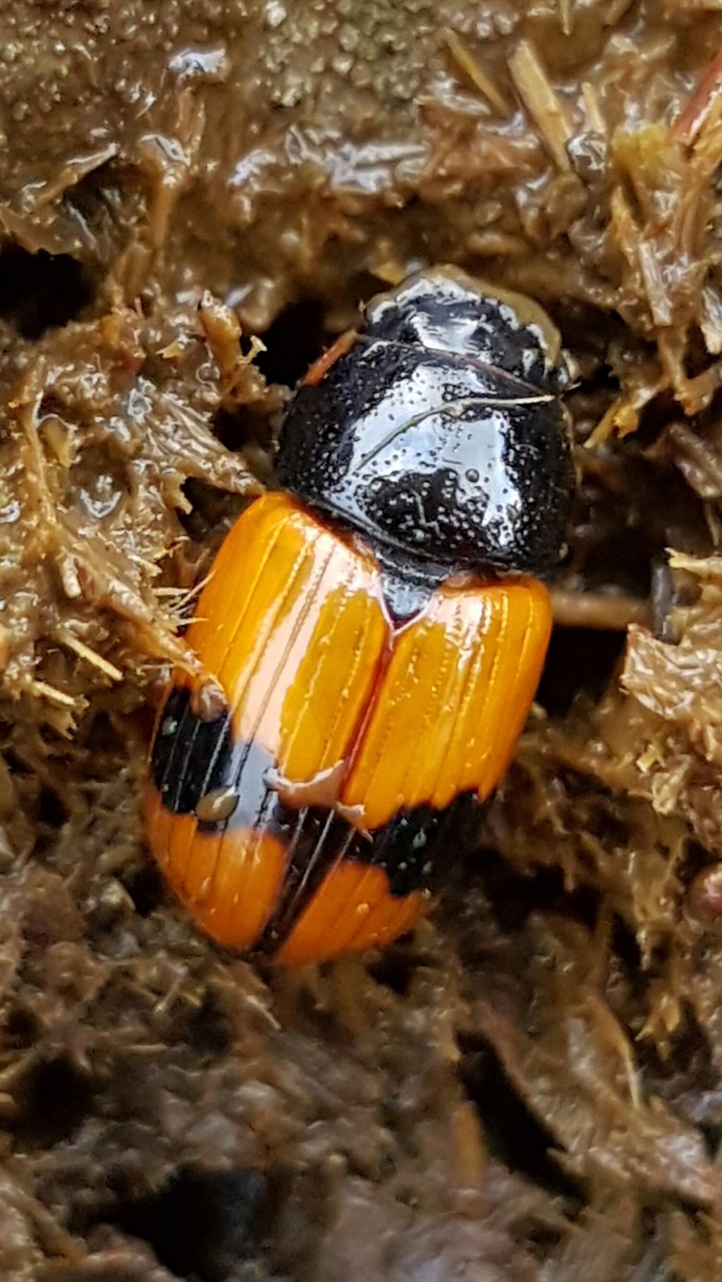 Aphodiidae: Aphodius (s.s.) coniugatus