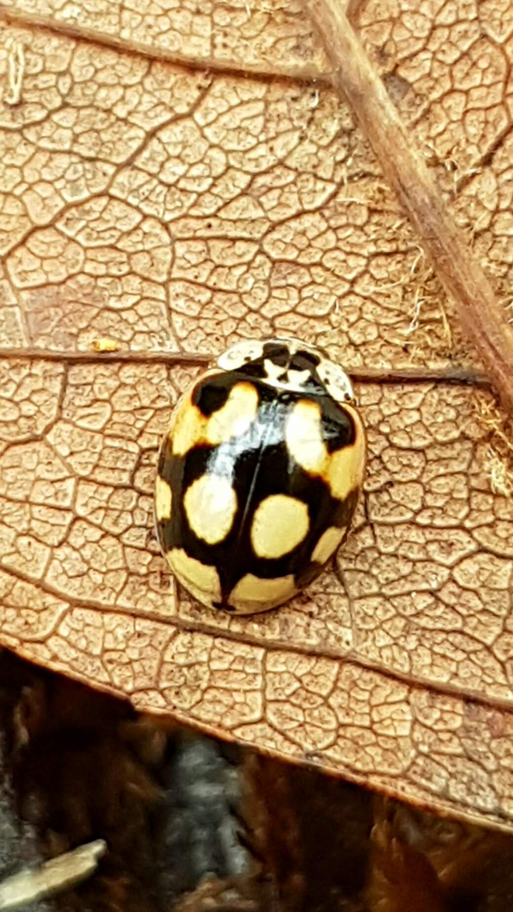 Coccinellidae: Adalia decempunctata? S.