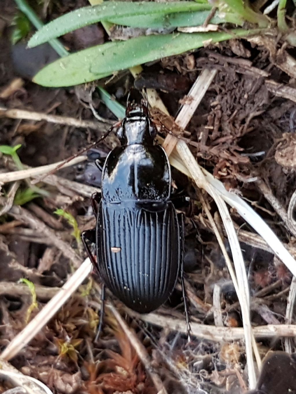 Carabidae:  Calathus fuscipes graecus