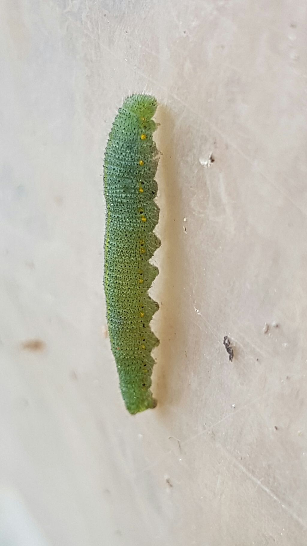 Bruco da determinare - Pieris rapae, Pieridae