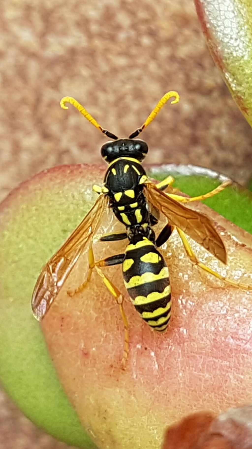 Polistes cfr. gallicus, maschio (Vespidae)