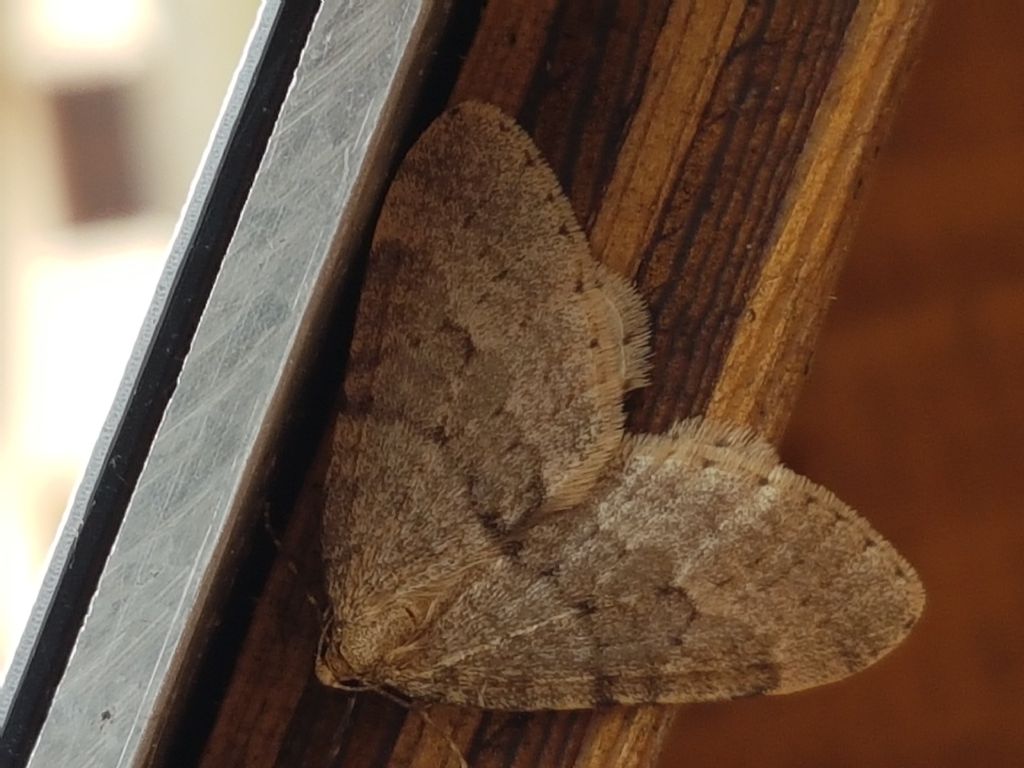 Notturna da determinare - Operophtera cfr. fagata, Geometridae