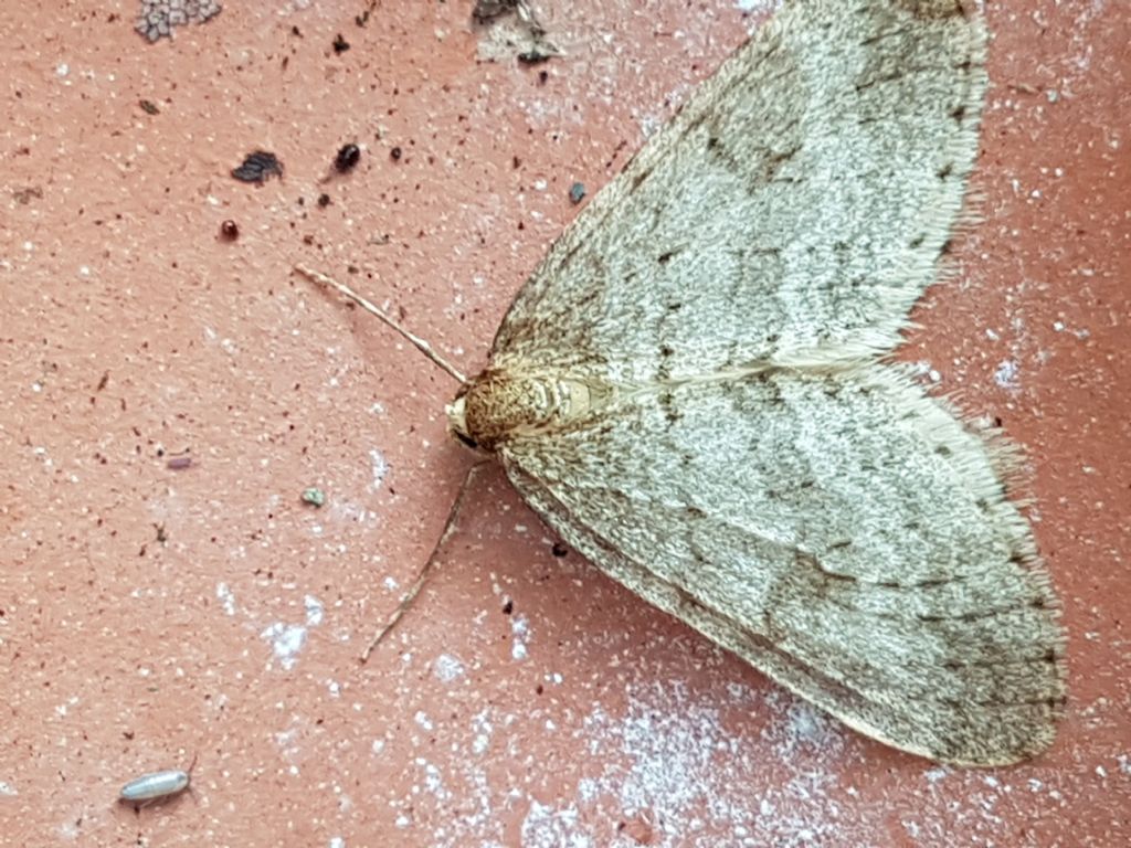 Notturna da determinare - Operophtera cfr. fagata, Geometridae