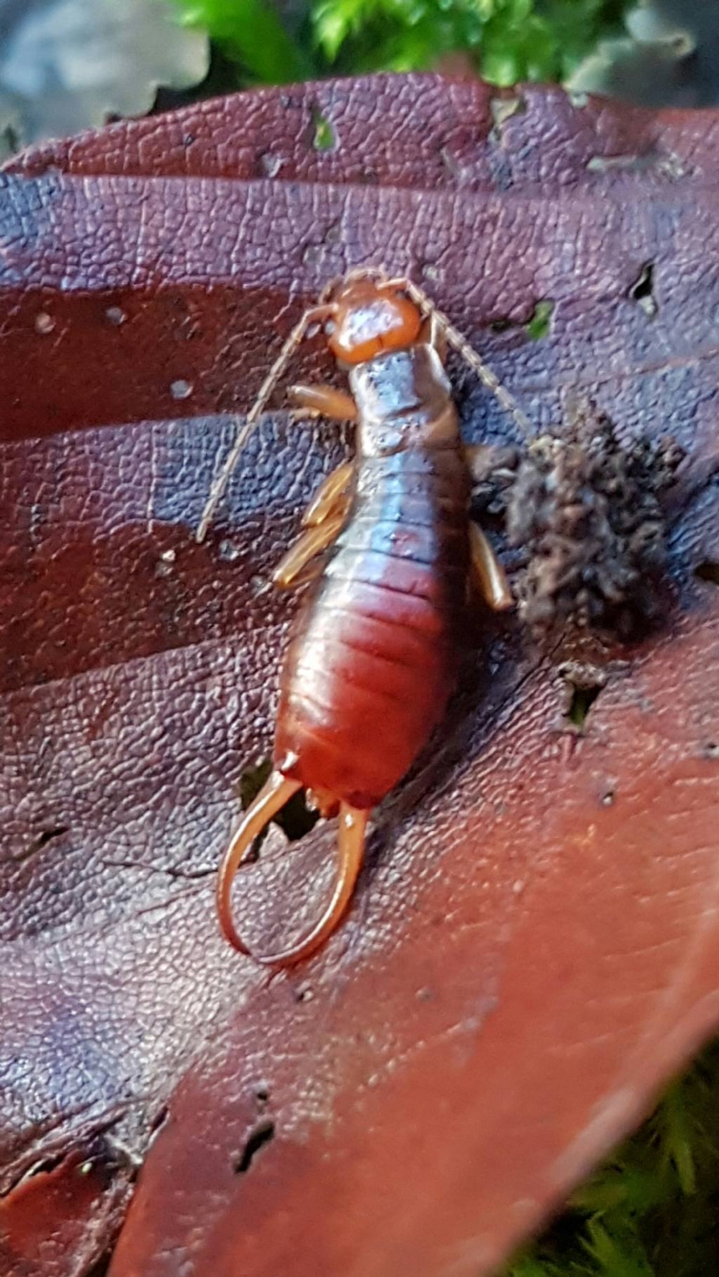 Dermaptera di montagna - Forficulidae: Chelidurella caprai