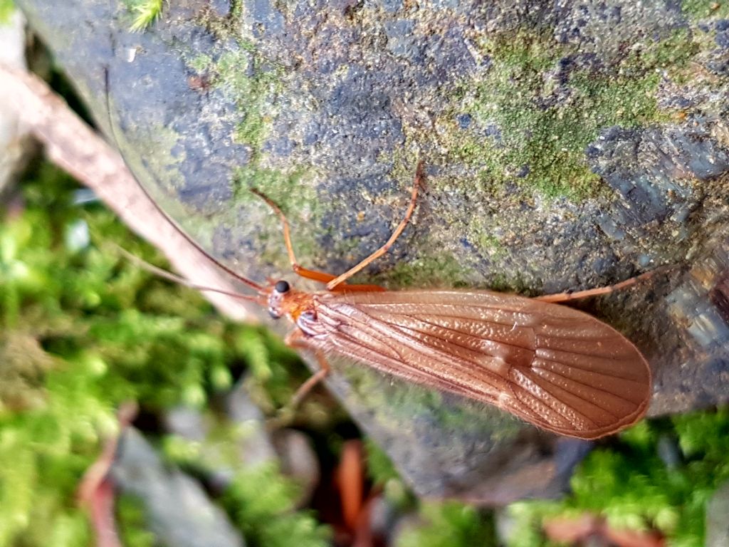 Chaetopteryx sp.  (Limnephilidae)