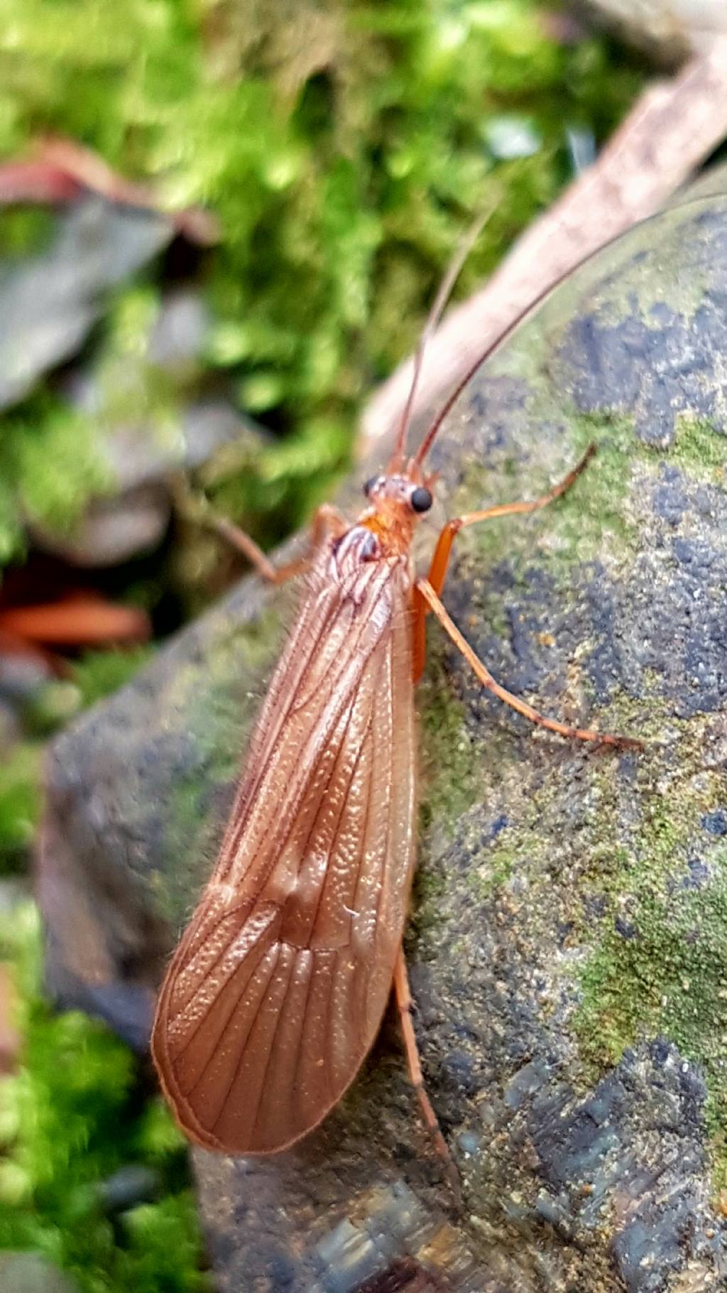 Chaetopteryx sp.  (Limnephilidae)