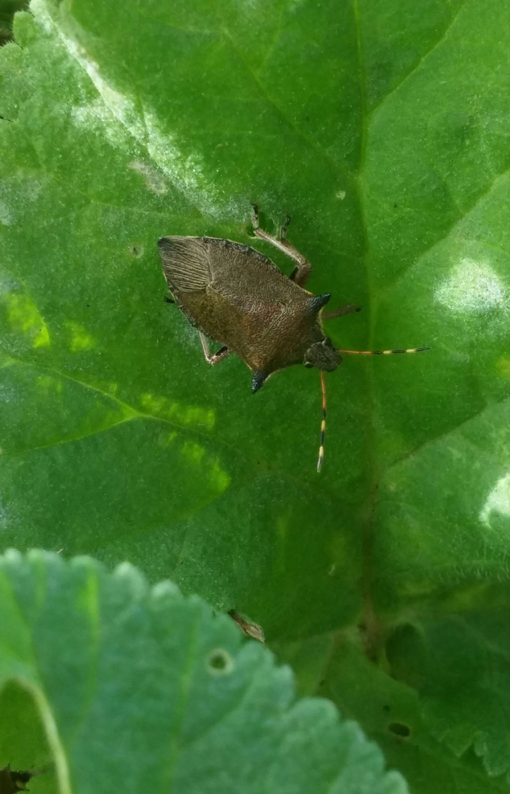 Pentatomidae: Picromerus nigridens