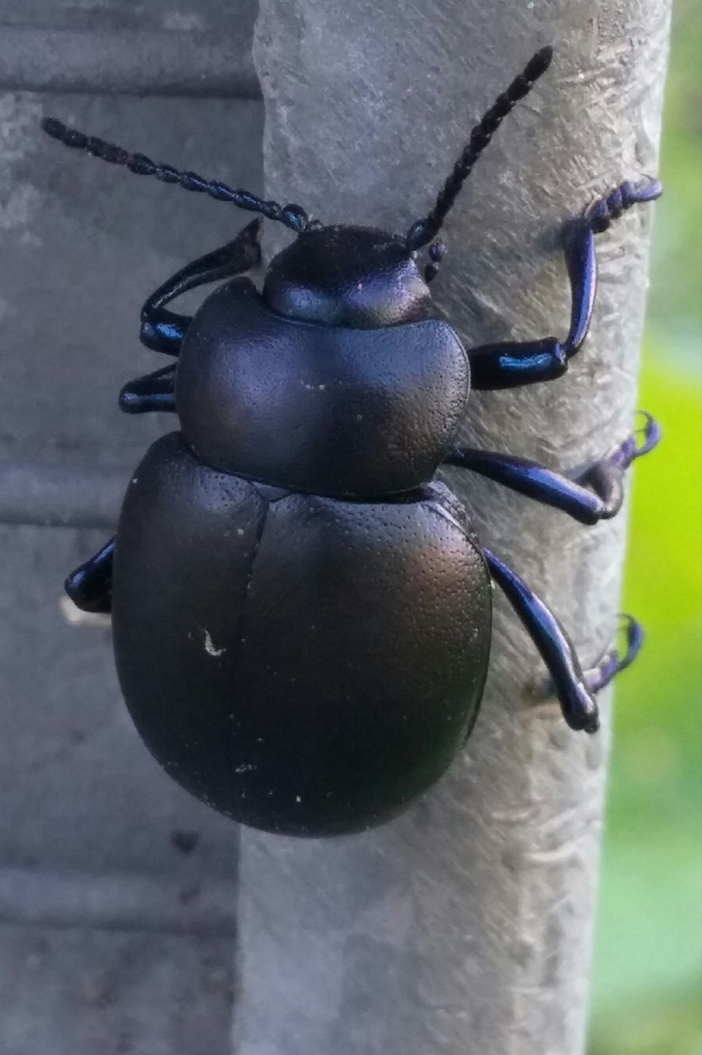 Chrysomelidae in accoppiamento:  Timarcha cfr. nicaeensis