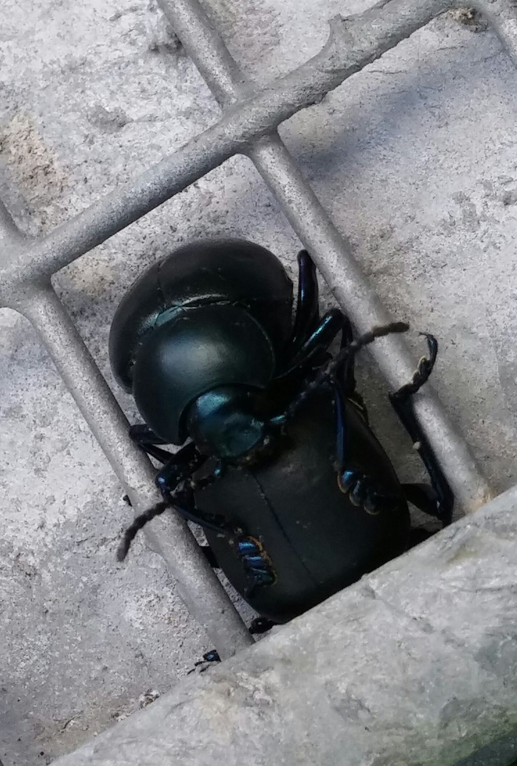 Chrysomelidae in accoppiamento:  Timarcha cfr. nicaeensis