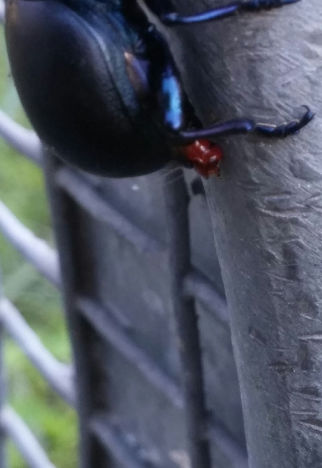 Chrysomelidae in accoppiamento:  Timarcha cfr. nicaeensis