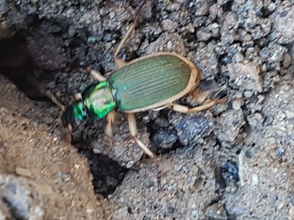 Carabidae?  S, Chlaenius velutinus