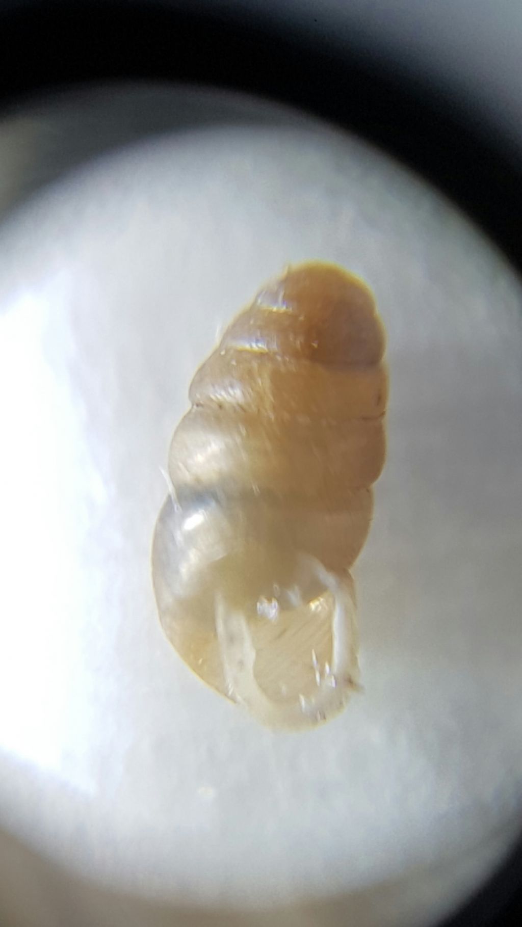 Mini-chiocciola: Lauria cylindracea (Lauriidae)