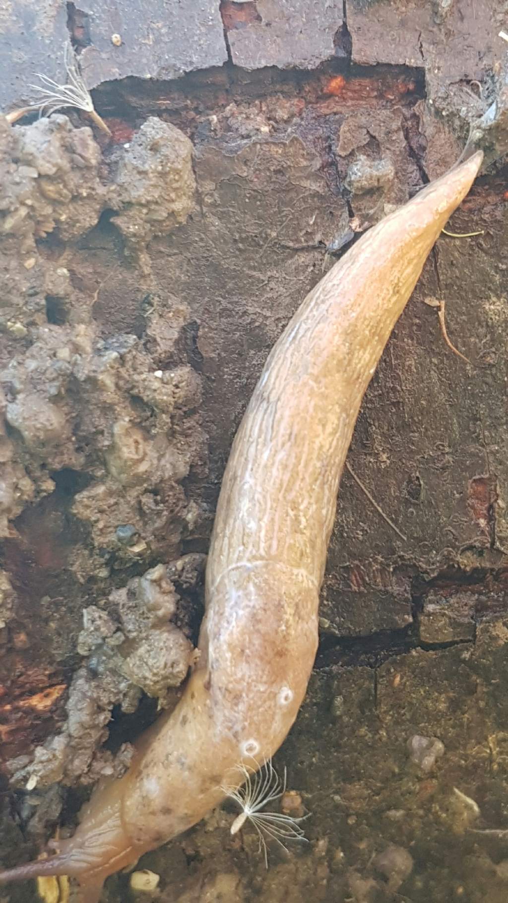 Limaccia da Francavilla in sinni (PZ)