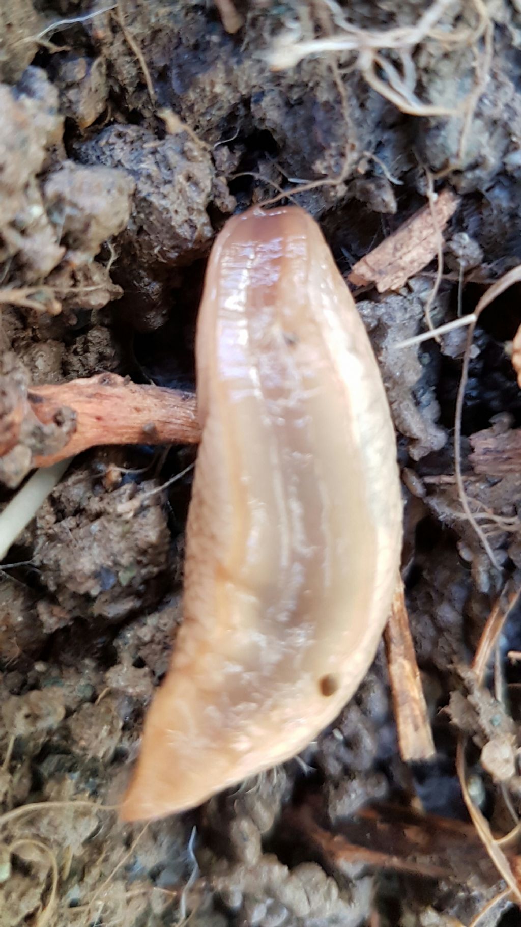 Limaccia da Francavilla in sinni (PZ)