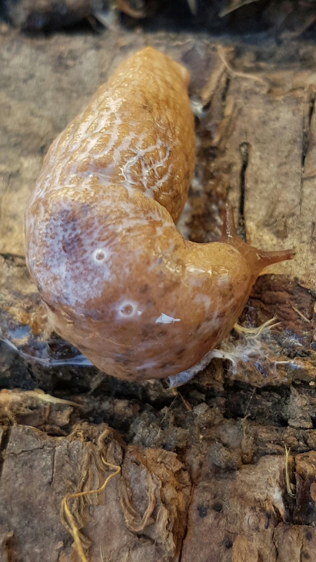 Limaccia da Francavilla in sinni (PZ)