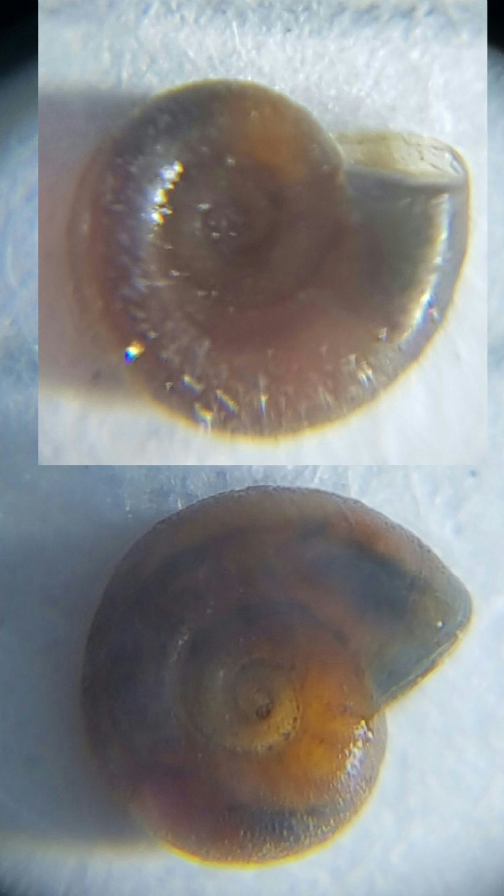 Aiuto identificazione planorbidae