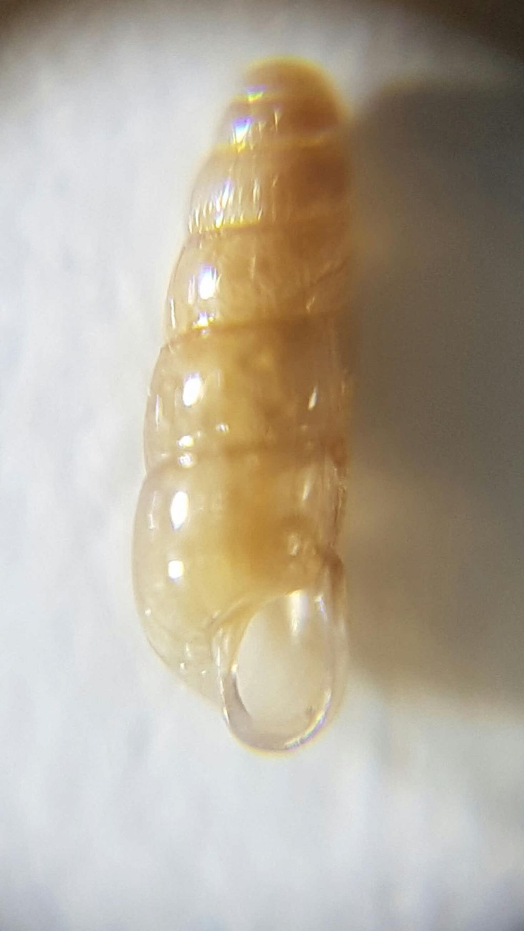 Platyla o acicula?