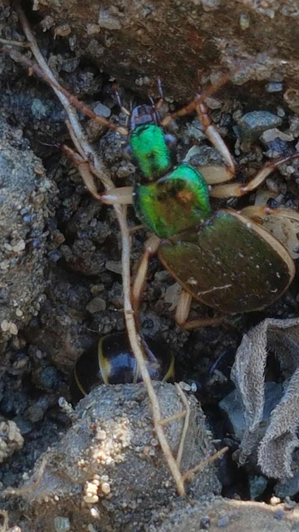 Carabidae?  S, Chlaenius velutinus
