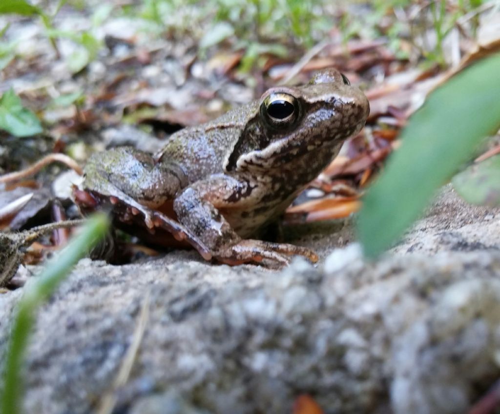 Rana da identificare - Rana italica