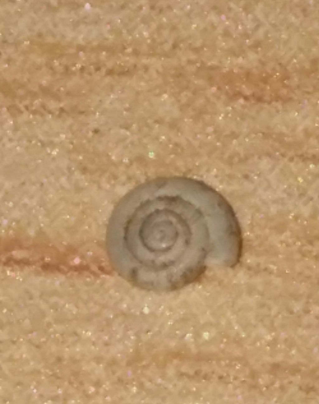 Chiocciolina da identificare