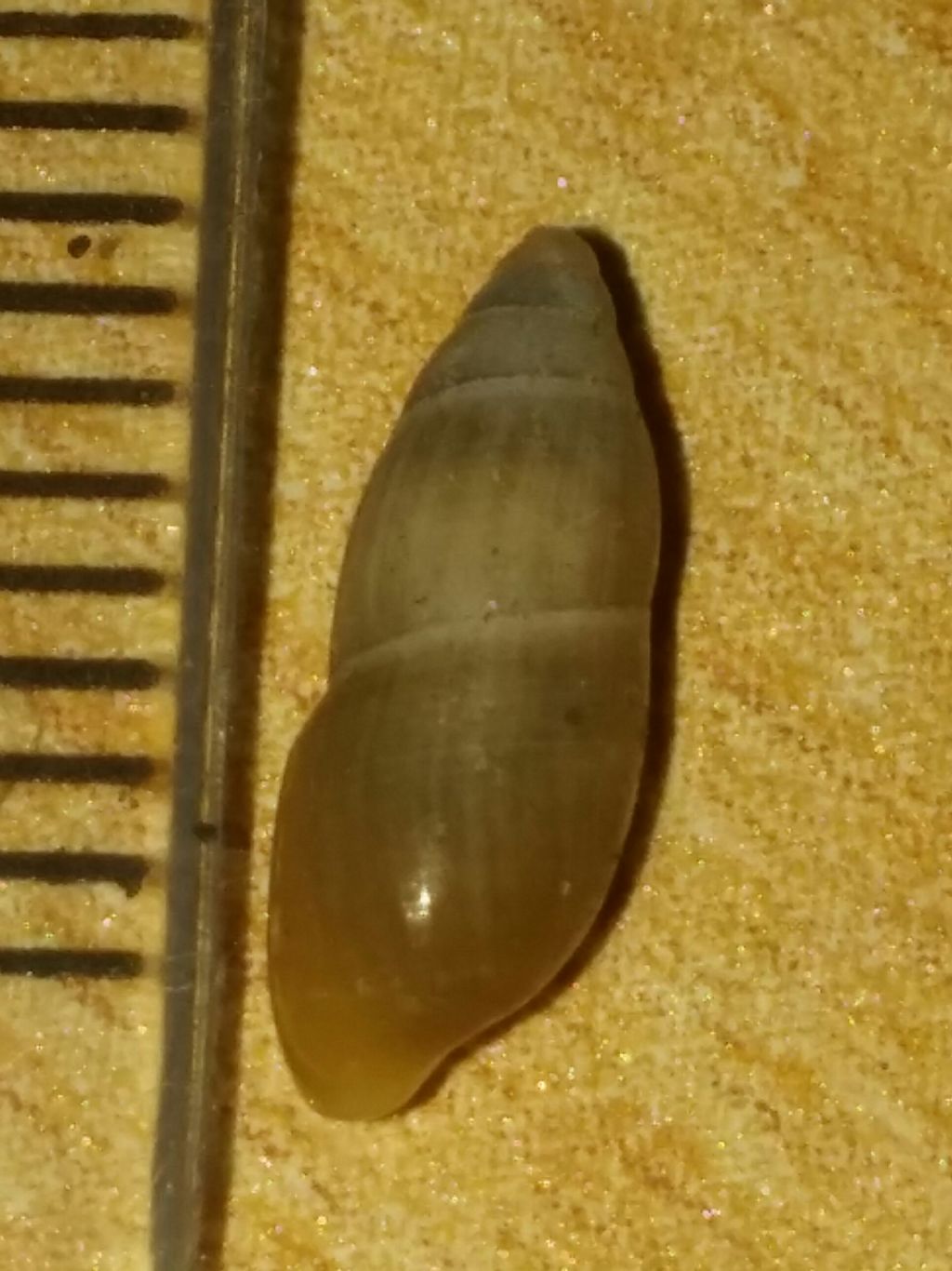 Chiocciola di retroduna da identificare