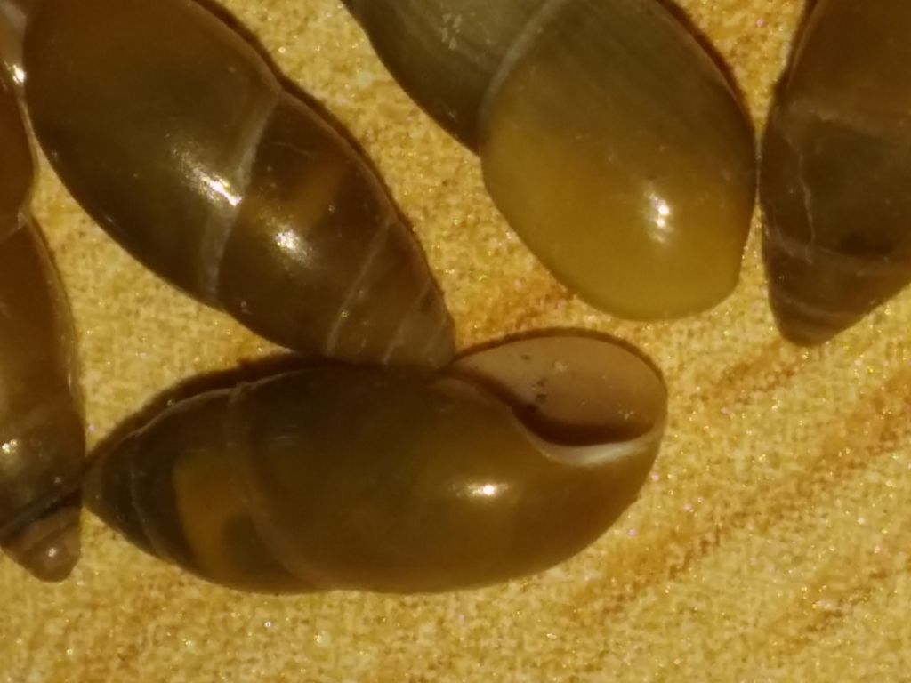 Chiocciola di retroduna da identificare