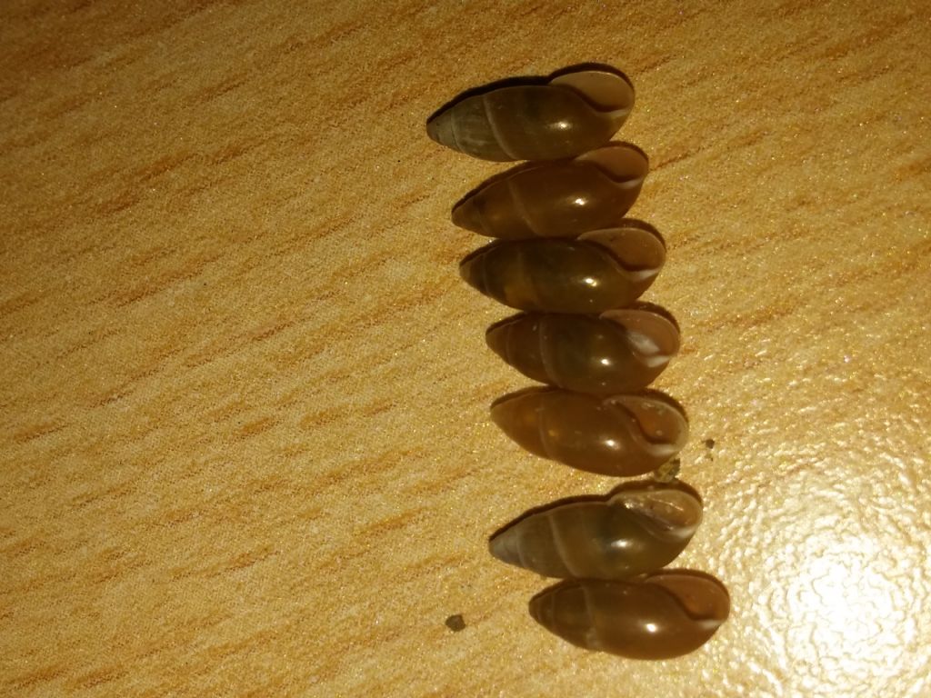Chiocciola di retroduna da identificare