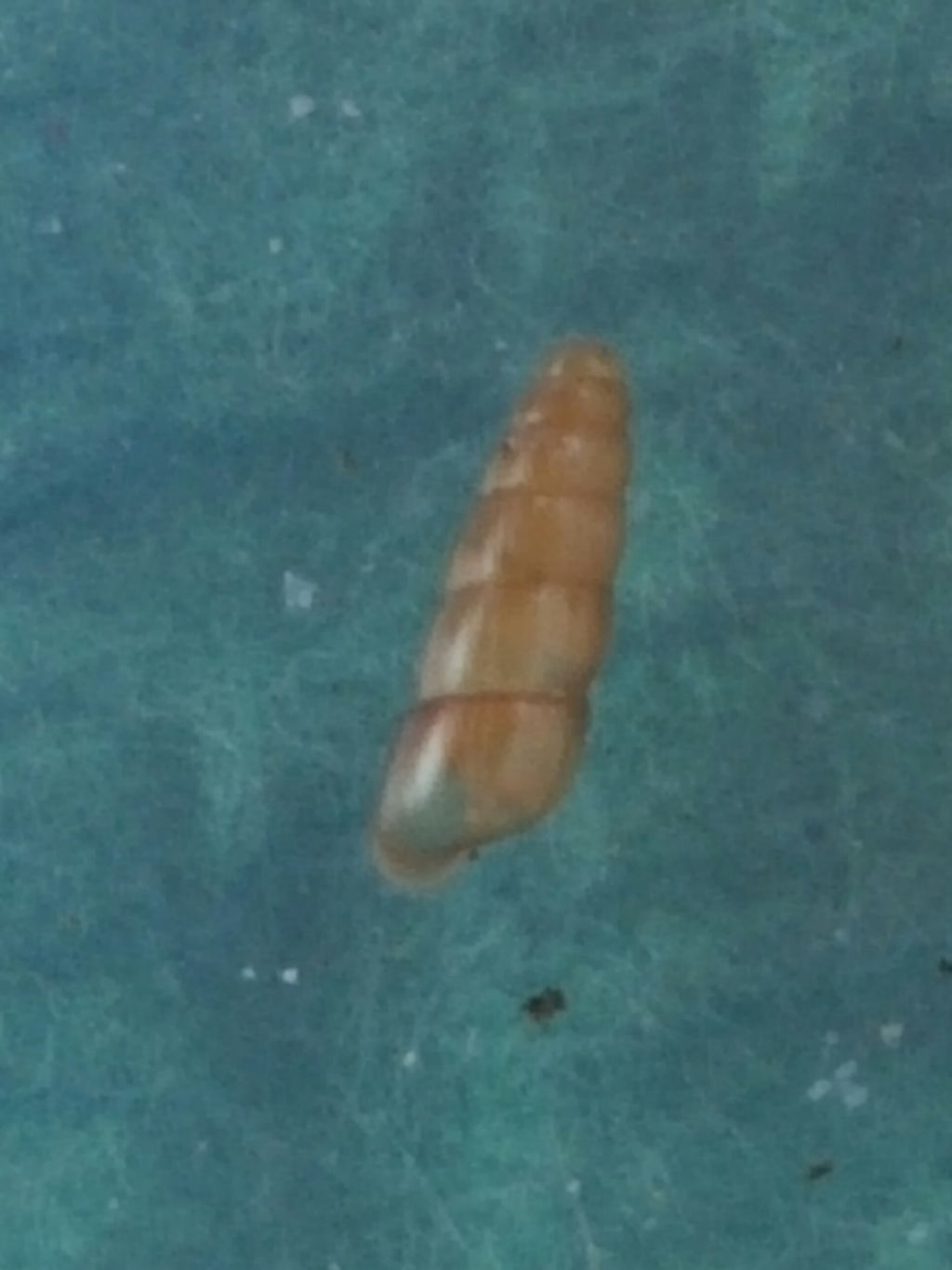 Platyla o acicula?
