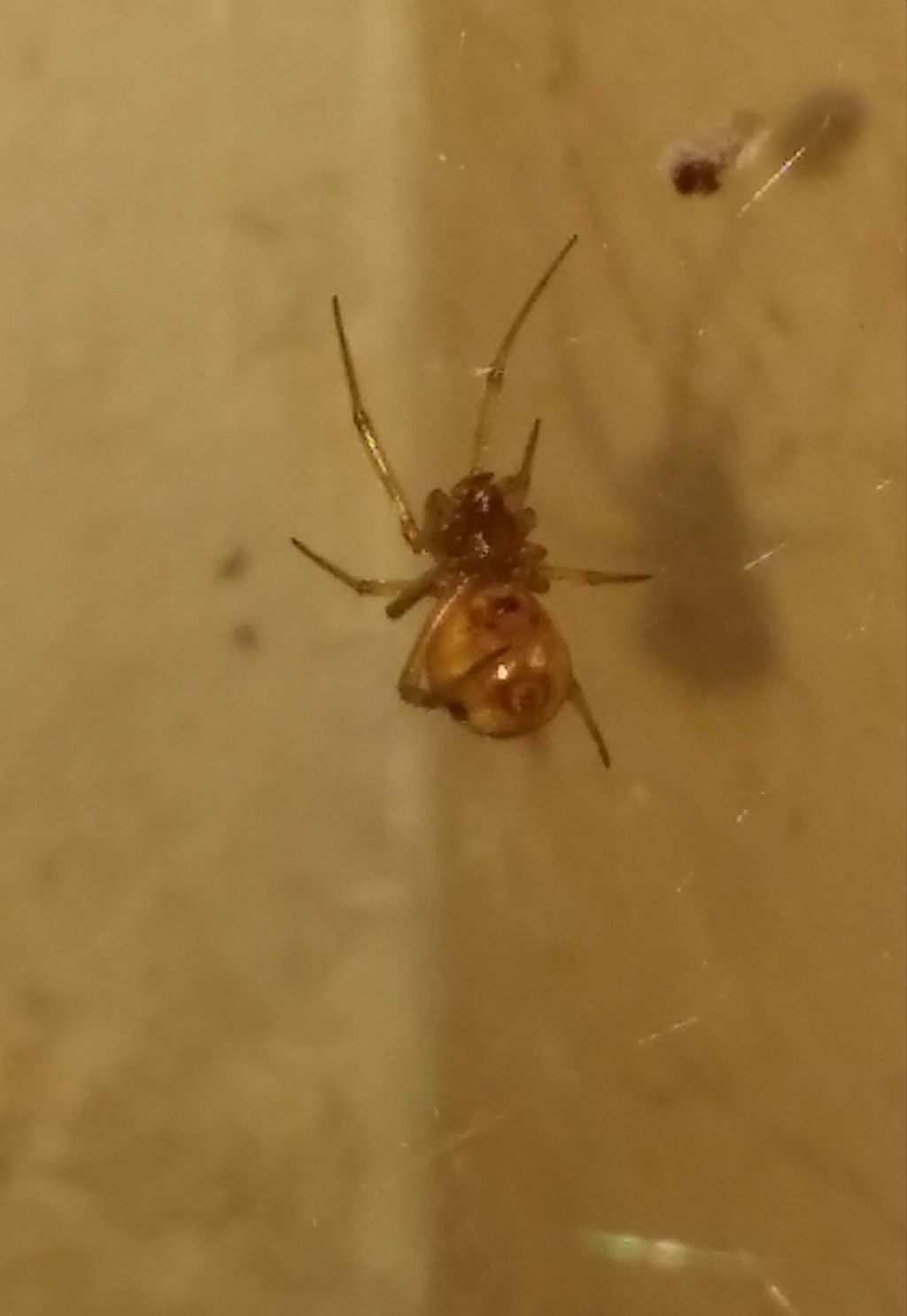 Ragno casalingo id.