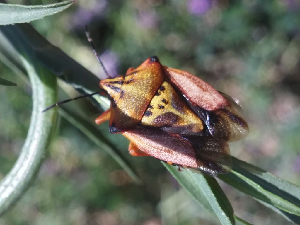 Pentatomidae: Carpocoris mediterraneus atlanticus