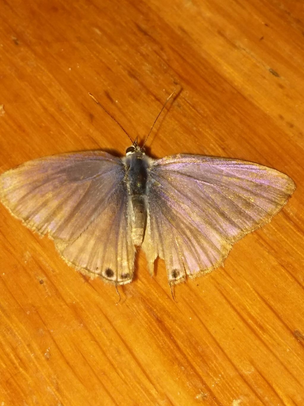 Farfalla da identificare: Lampides boeticus - Lycaenidae
