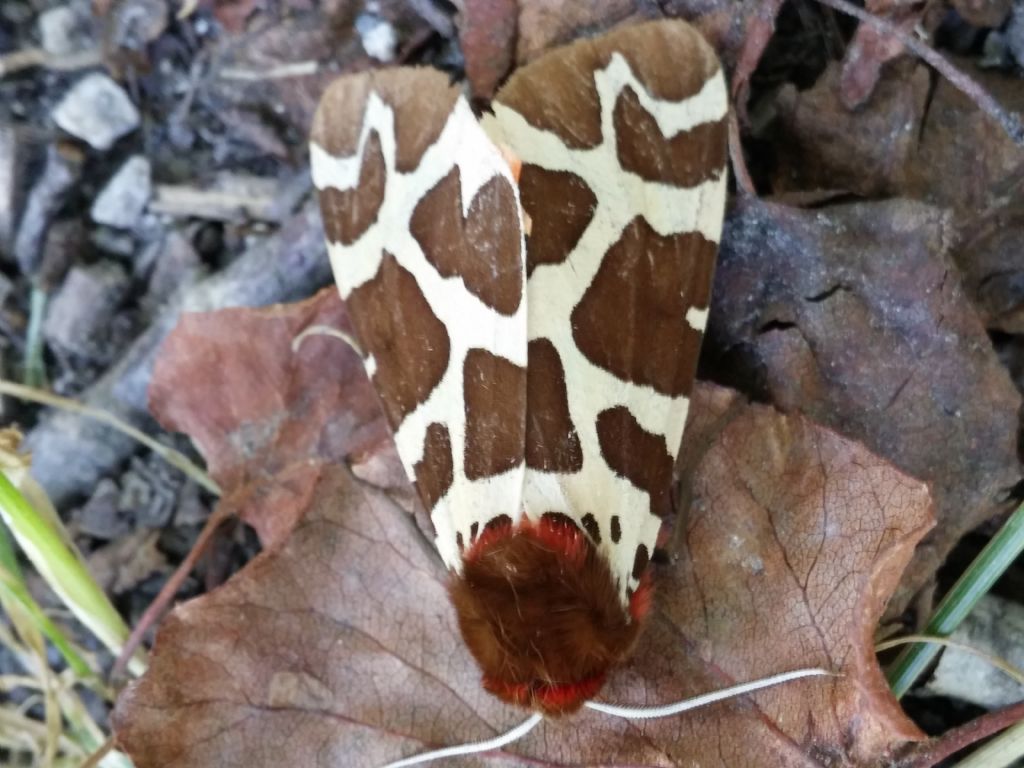 Falena da identificare: Arctia caja - Erebidae Arctiinae