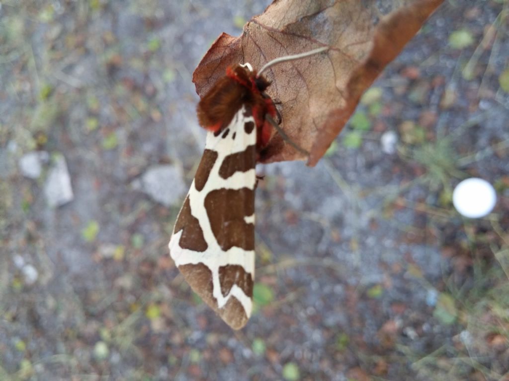 Falena da identificare: Arctia caja - Erebidae Arctiinae