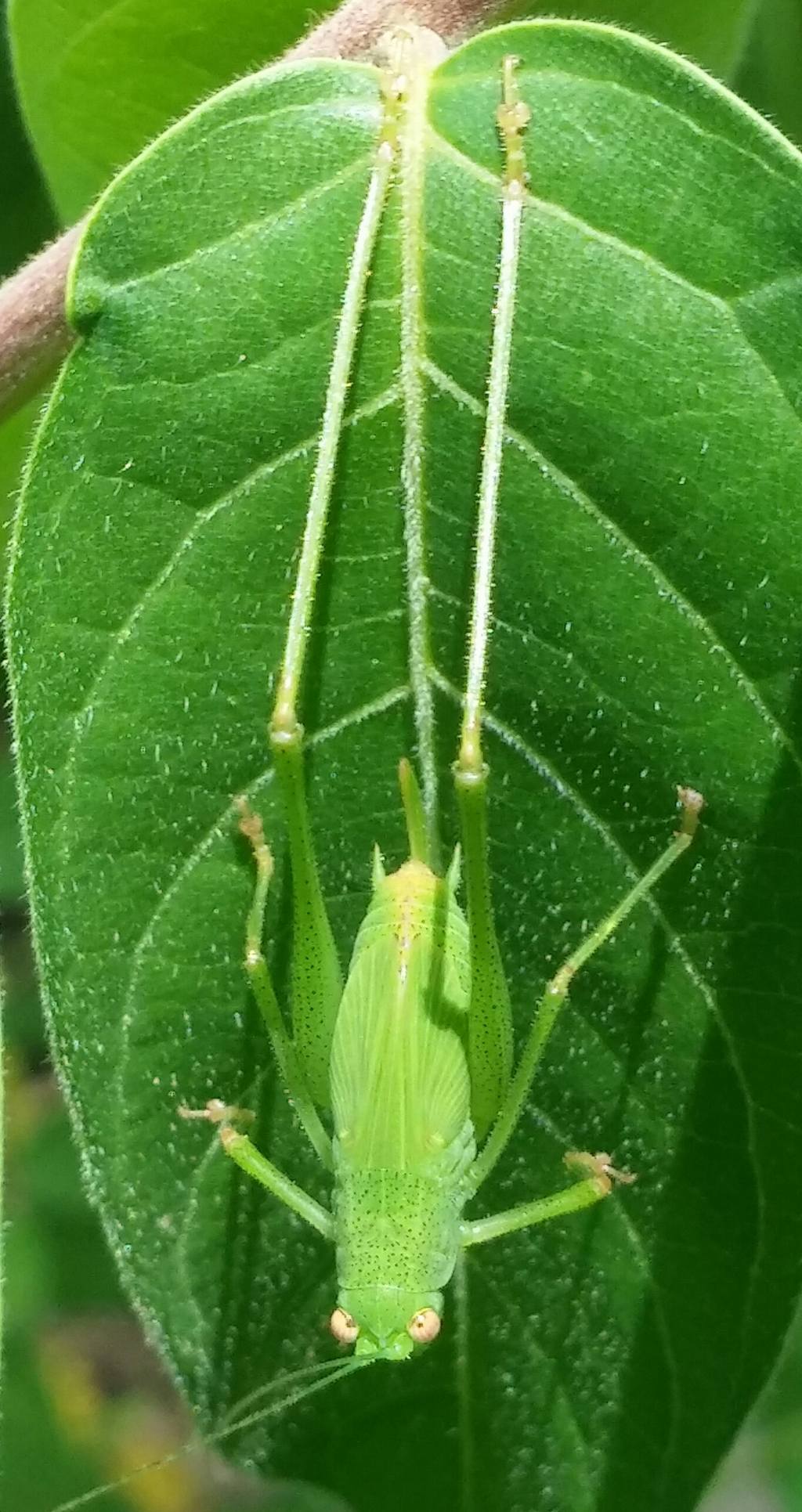 Phaneroptera nana,  sub-adulto