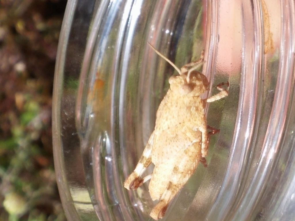Sub adulto di quale cavalletta?....di Oedipoda sp.