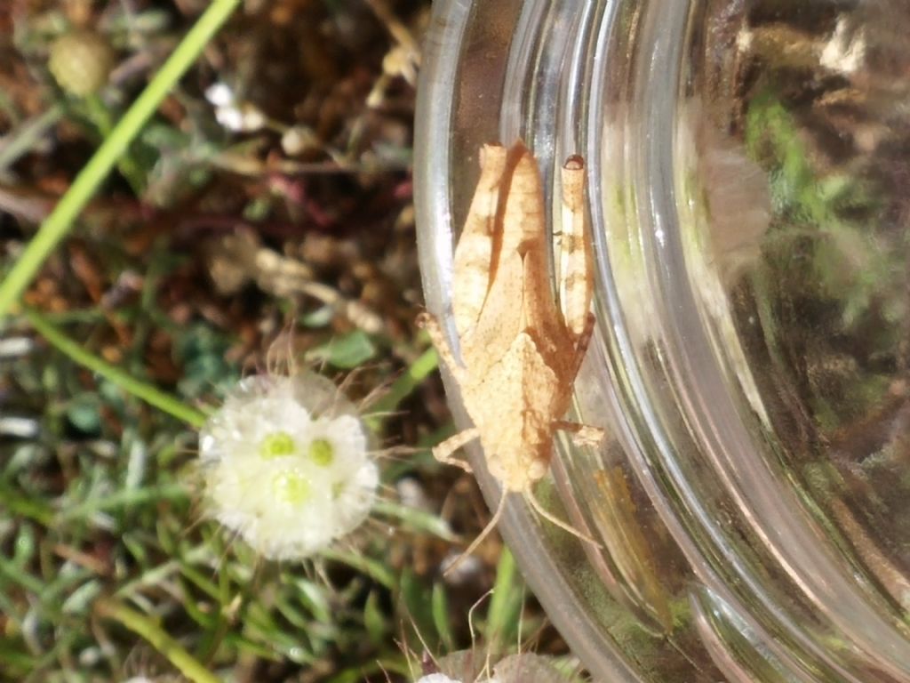 Sub adulto di quale cavalletta?....di Oedipoda sp.