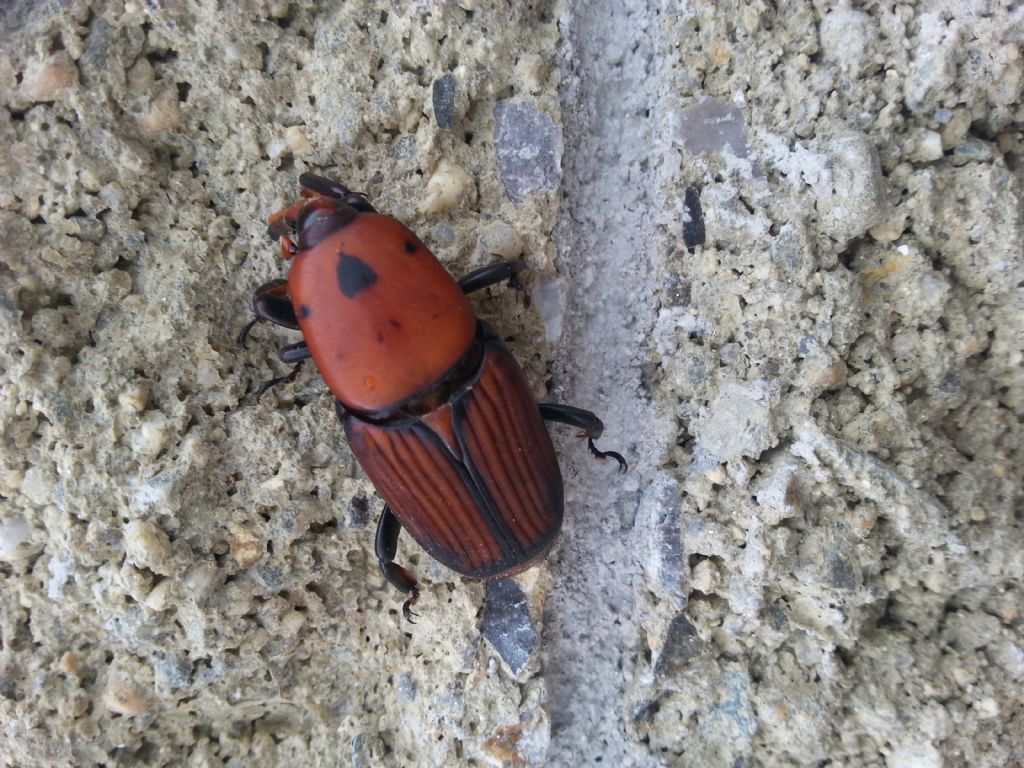 Dryophthoridae:  Rhynchophorus ferrugineus