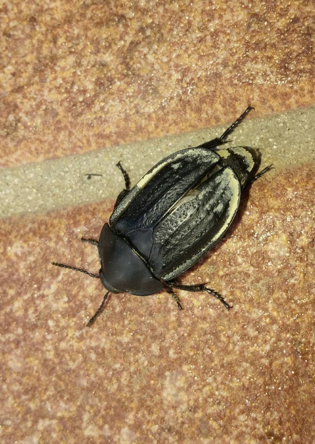Silpha olivieri, Silphidae