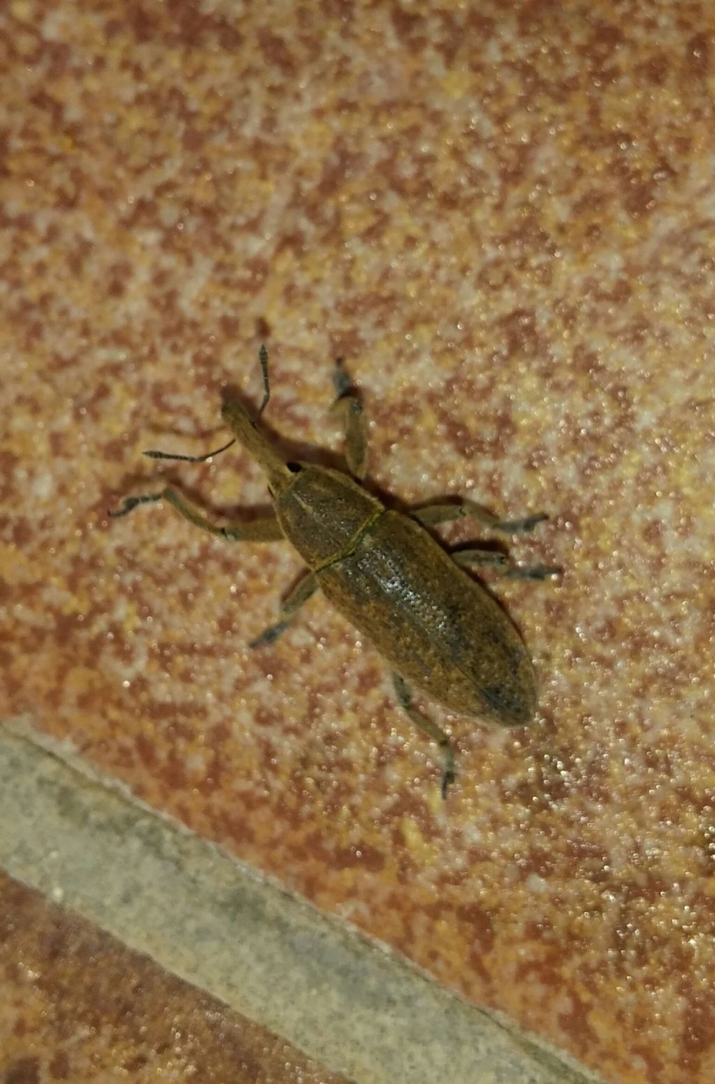 Curculionidae: Lixus sp.