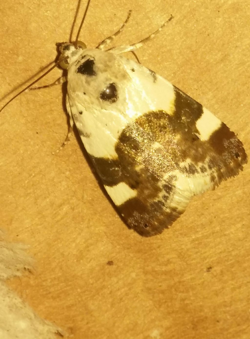 Falena da identificare: Acontia (Acontia) lucida - Noctuidae