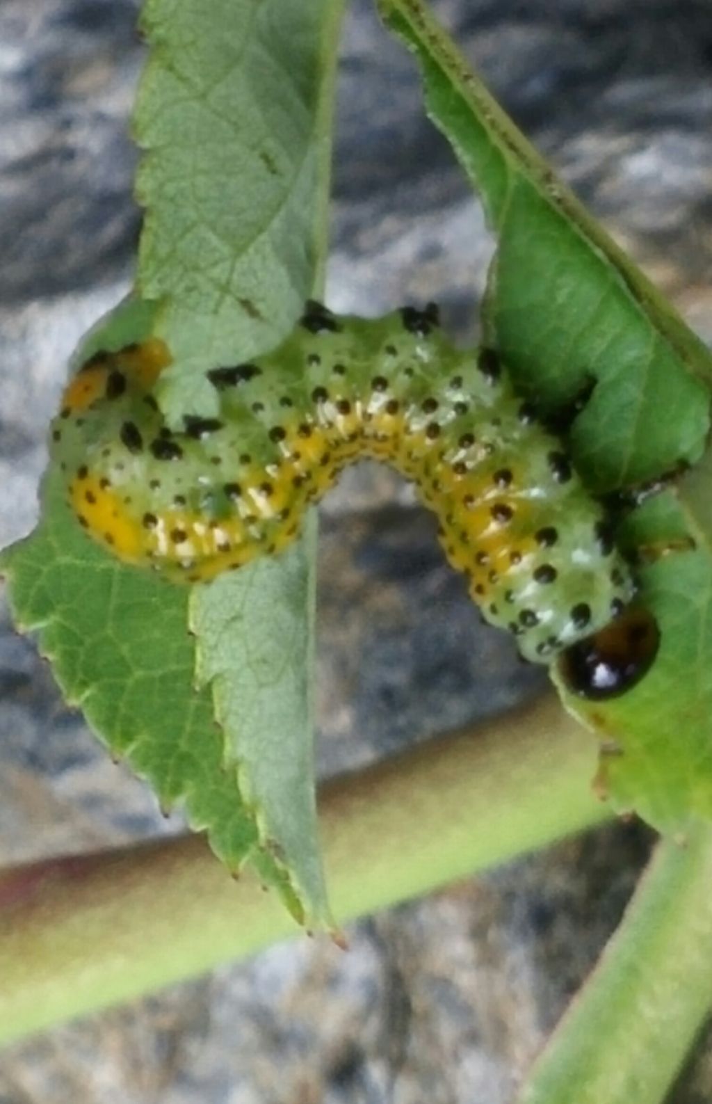 Bruco di Arge sp. (Argidae)  su rosa selvatica