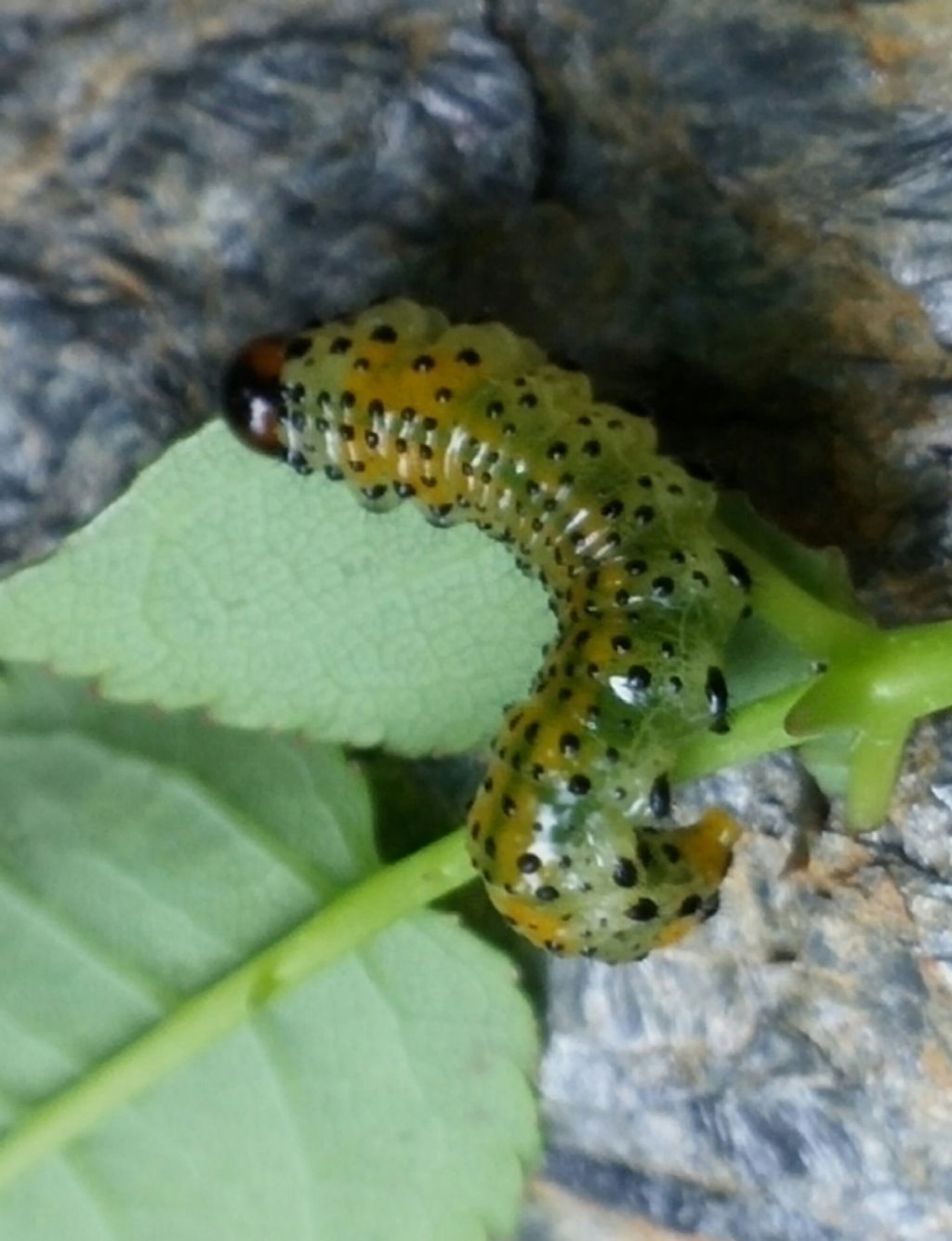 Bruco di Arge sp. (Argidae)  su rosa selvatica