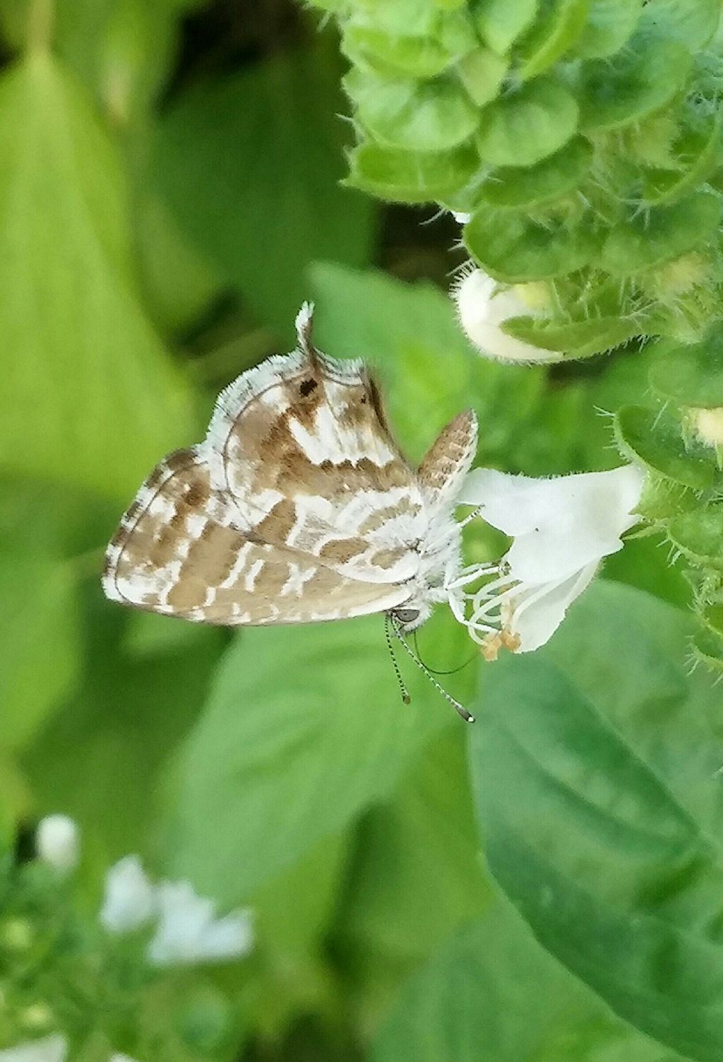 Lycaenidae: Cacyreus marshalli