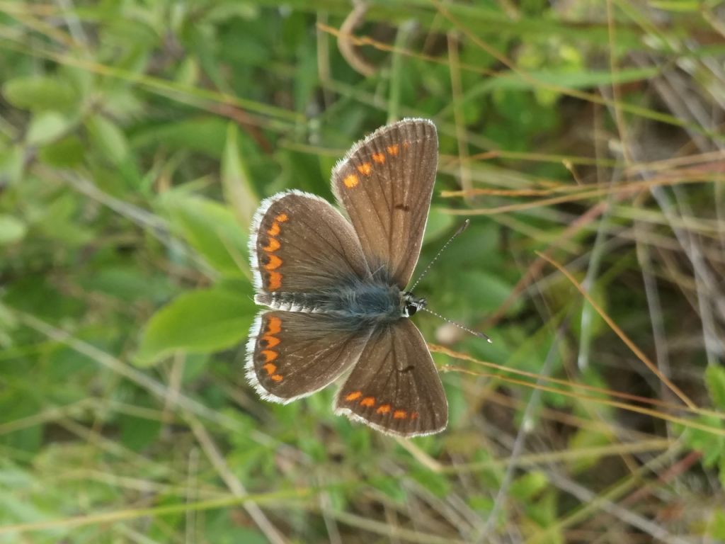 Polyommatus icarus e Aricia agestis