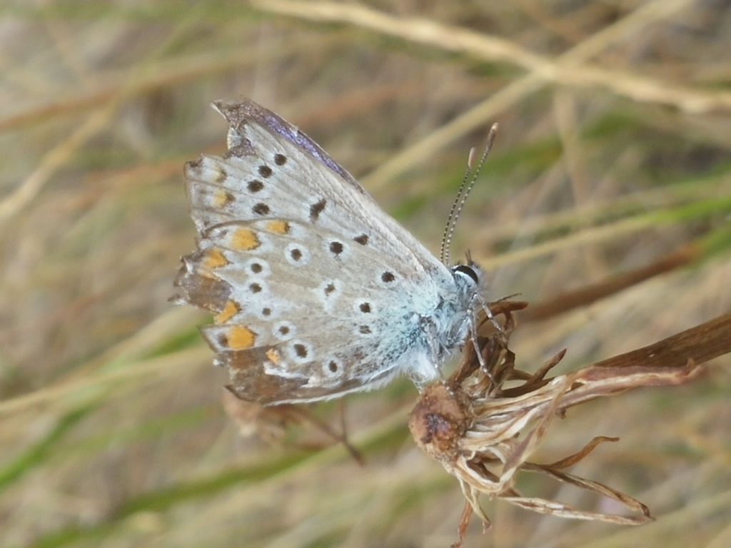 Polyommatus icarus e Aricia agestis