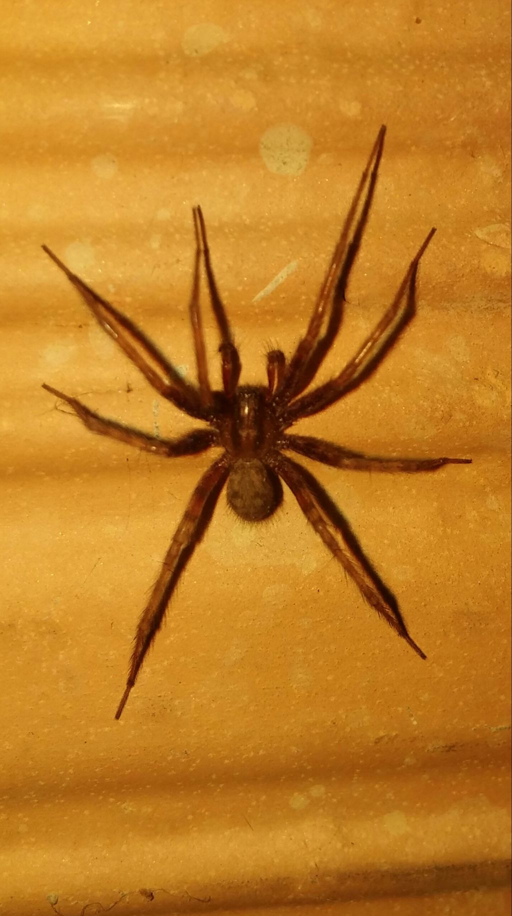 Ragno notturno: cfr. Tegenaria sp., maschio - Francavilla in Sinni (PZ))