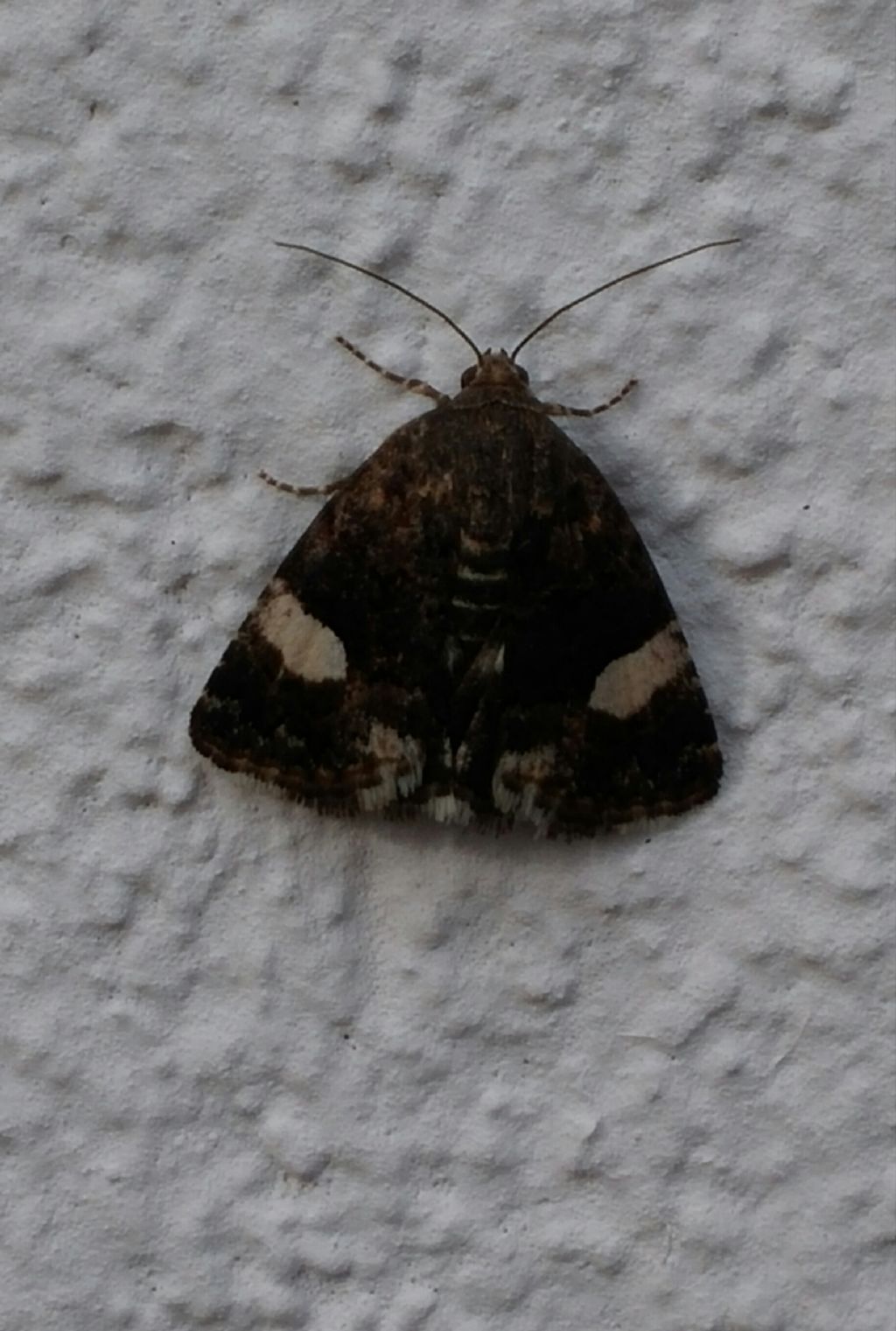 Falena da identificare...Noctuidae? S, Tyta luctuosa